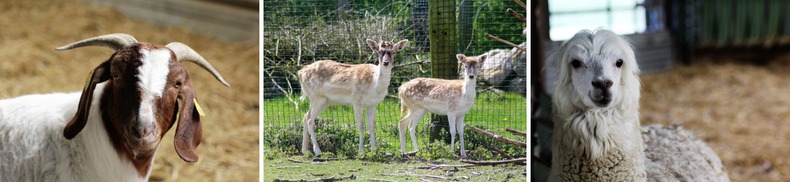 rencontre ghyvelde