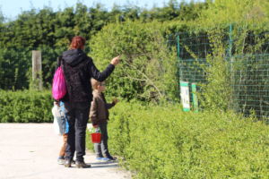 Parent et enfant nourrissant un animal à travers la clôture au Camélus