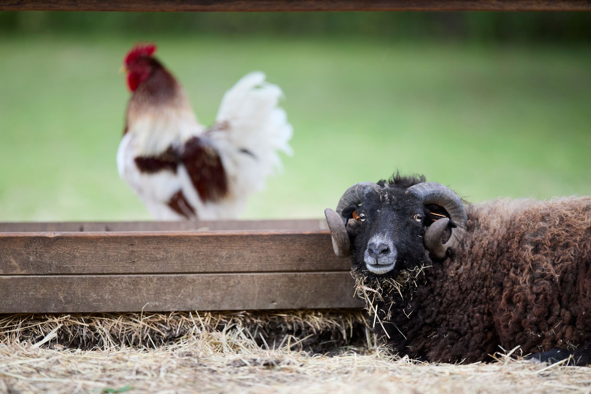 Un mouton à cornes couché dans la paille et un coq au Camélus