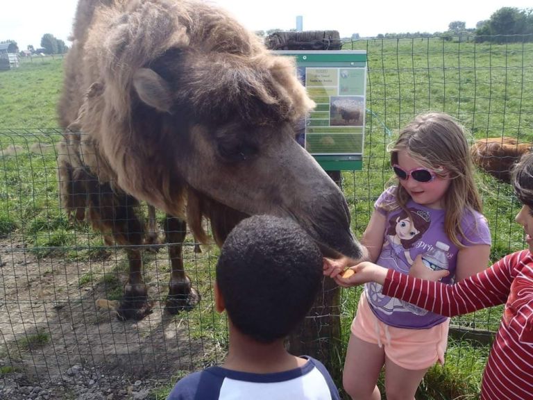 Nourrir et toucher les animaux